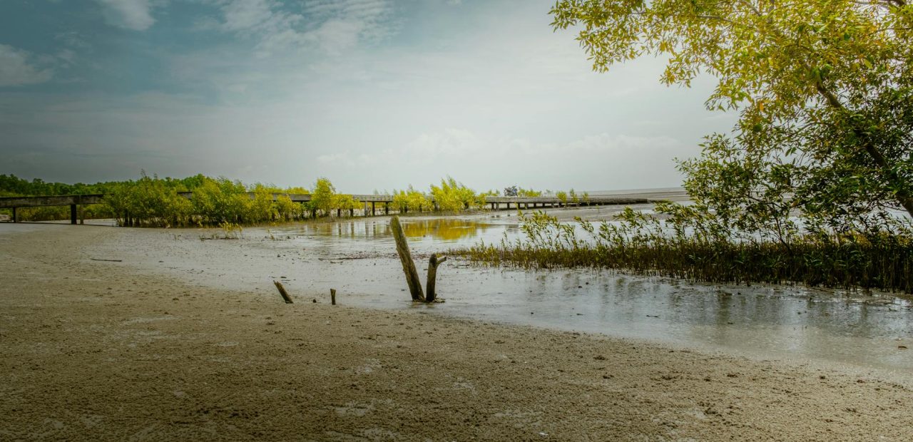 serene coastal landscape with mangroves